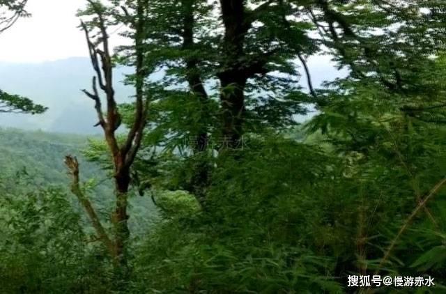逃出林中村