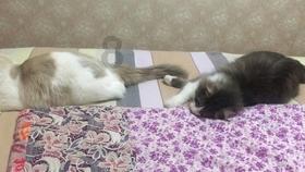 森迪公主立秋时装